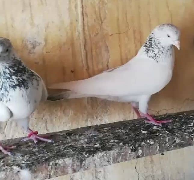 Pigeons Breeder Pairs Madyan & Resulted Bachay for sale 0308-5000940 13