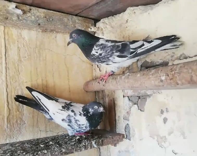 Pigeons Breeder Pairs Madyan & Resulted Bachay for sale 0308-5000940 15