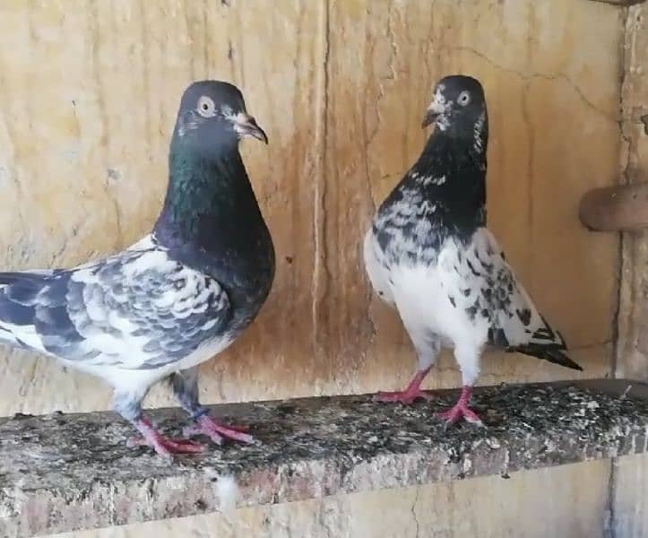 Pigeons Breeder Pairs Madyan & Resulted Bachay for sale 0308-5000940 16