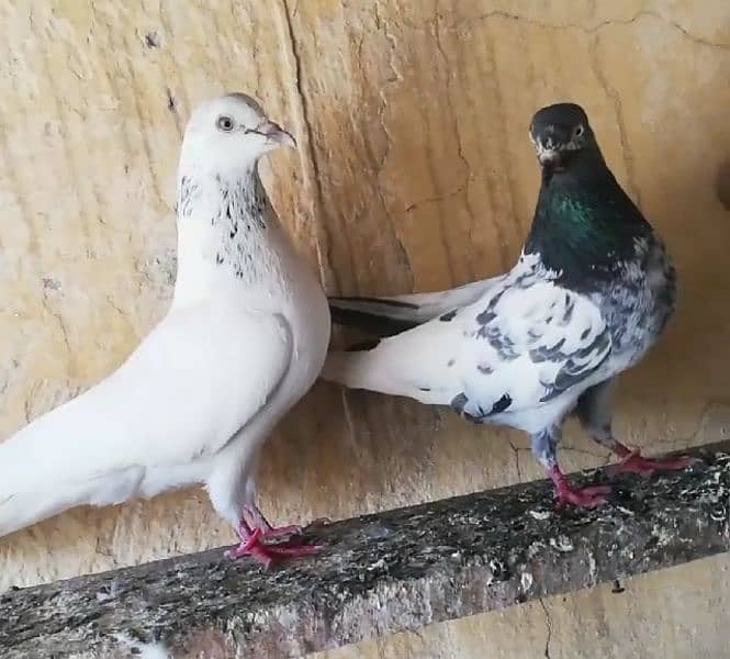 Pigeons Breeder Pairs Madyan & Resulted Bachay for sale 0308-5000940 17
