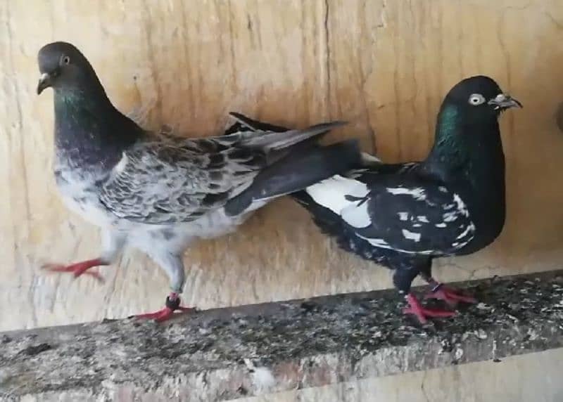 Pigeons Breeder Pairs Madyan & Resulted Bachay for sale 0308-5000940 18