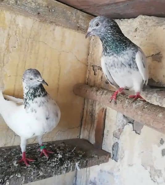 Pigeons Breeder Pairs Madyan & Resulted Bachay for sale 0308-5000940 19
