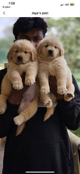Golden Retriver puppy for sale 2