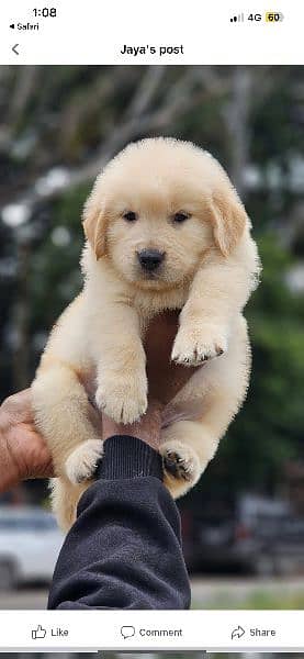 Golden Retriver puppy for sale 5