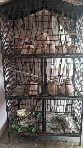 perrot cage 0