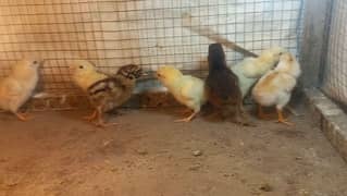 Aseel chicks chuzay 03204143422