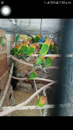 Love bird chaina dove australian parrot