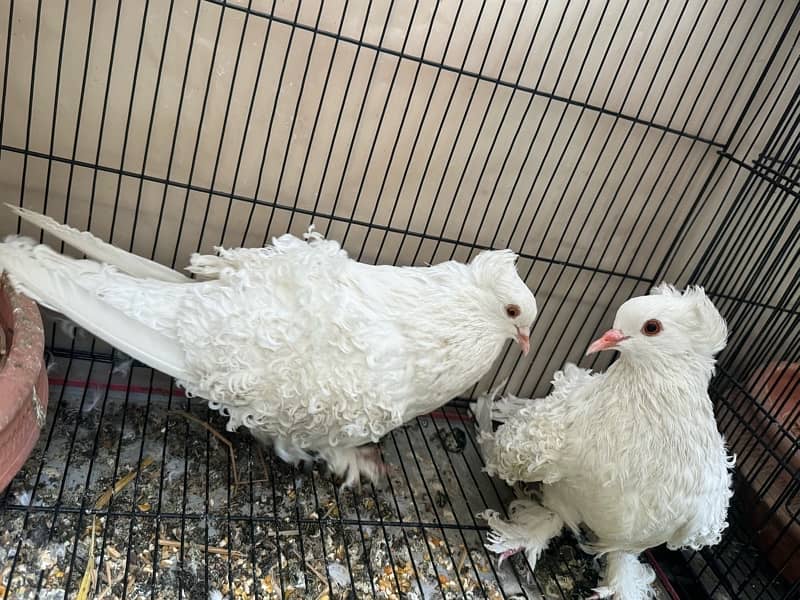 Fancy pigeons Breeder Pair for sale 4