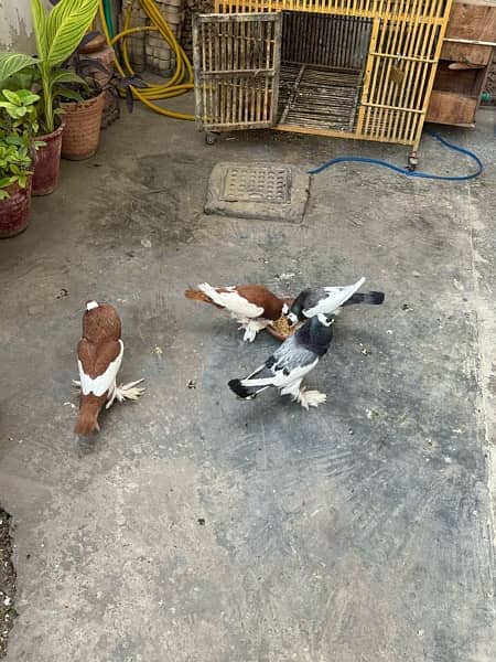 Fancy pigeons Breeder Pair for sale 5