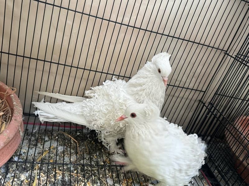 Fancy pigeons Breeder Pair for sale 6