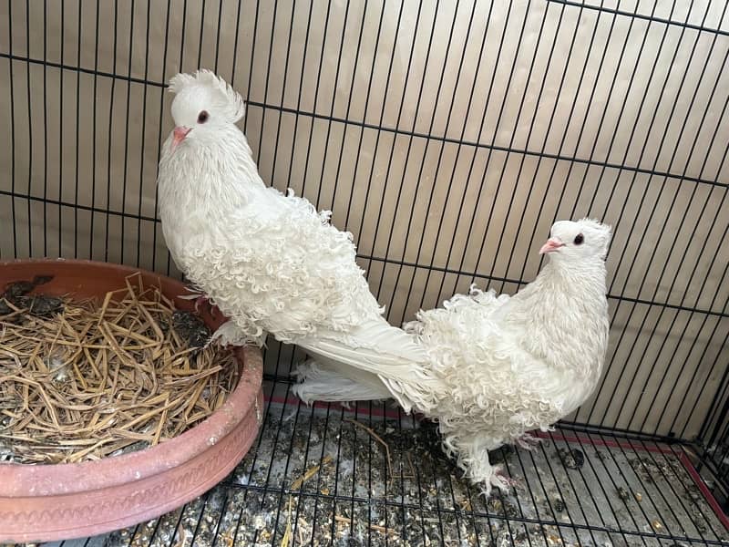 Fancy pigeons Breeder Pair for sale 7