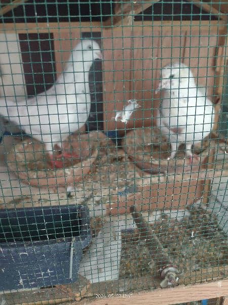 urgent sale 3 pairs of Kabutar with Pinjra available for Sale 1