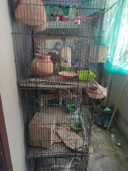 urgent sale 3 pairs of Kabutar with Pinjra available for Sale 3