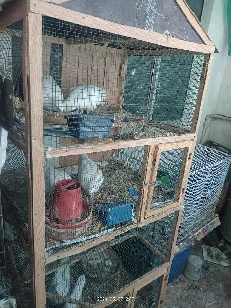 urgent sale 3 pairs of Kabutar with Pinjra available for Sale 4