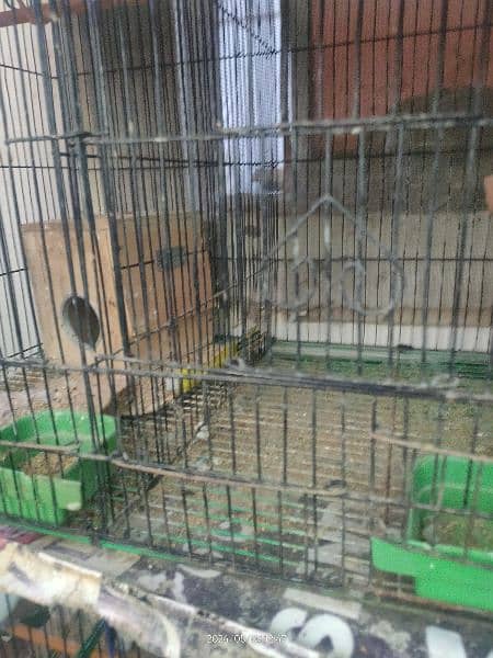 urgent sale 3 pairs of Kabutar with Pinjra available for Sale 7