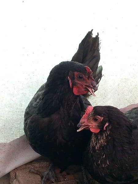 Australorp chickens 1