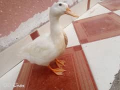 dodo the duck
