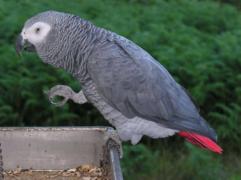 3 pairs of african grey 0