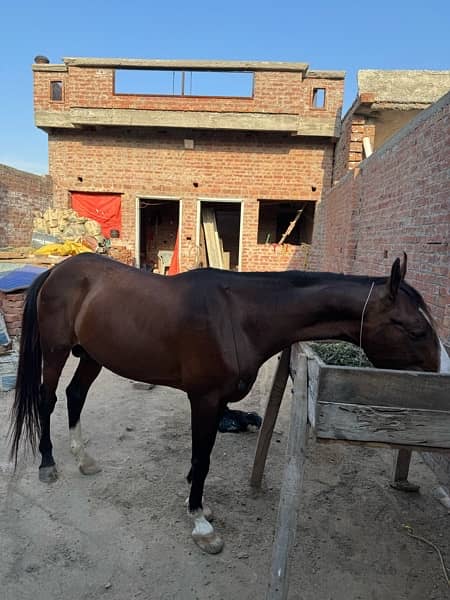kumait horse for sale 6