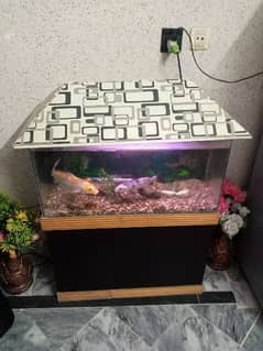 fish aquarium with 2 gold fish