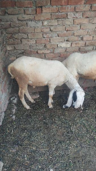 Sheeps Sale 03214524172 0