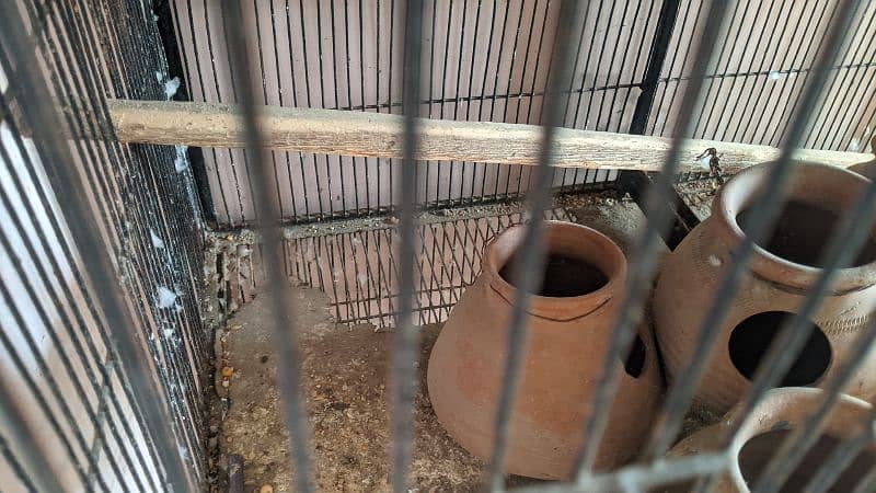 perrot cage 4