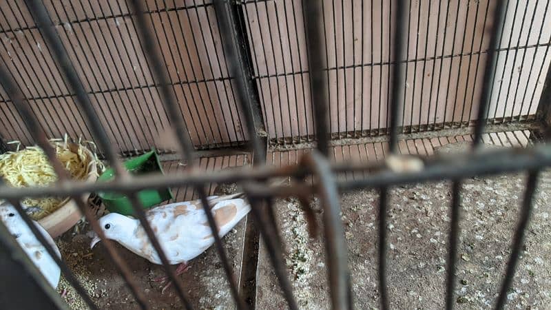 perrot cage 5