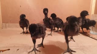 ayam cemani gray tongue chicks adults and breeders for sale 0