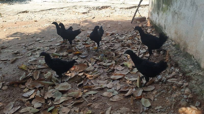 ayam cemani gray tongue chicks adults and breeders for sale 2