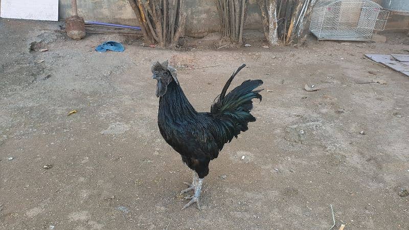 ayam cemani gray tongue chicks adults and breeders for sale 3