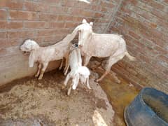 Goat makhi chini 2 kids Male & Female pure dasi han.