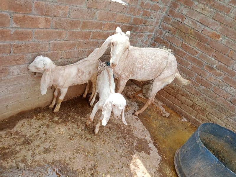 Goat makhi chini 2 kids Male & Female pure dasi han. 0