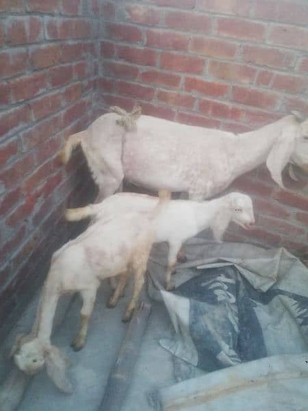 Goat makhi chini 2 kids Male & Female pure dasi han. 1