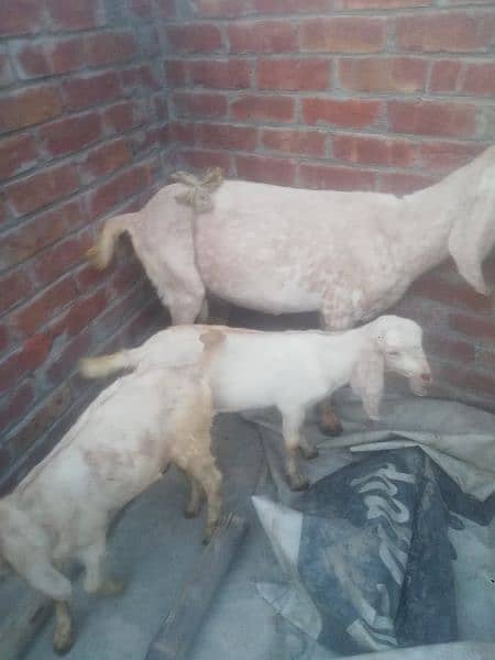 Goat makhi chini 2 kids Male & Female pure dasi han. 3