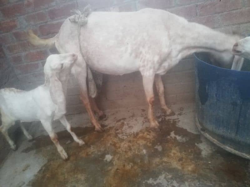 Goat makhi chini 2 kids Male & Female pure dasi han. 4