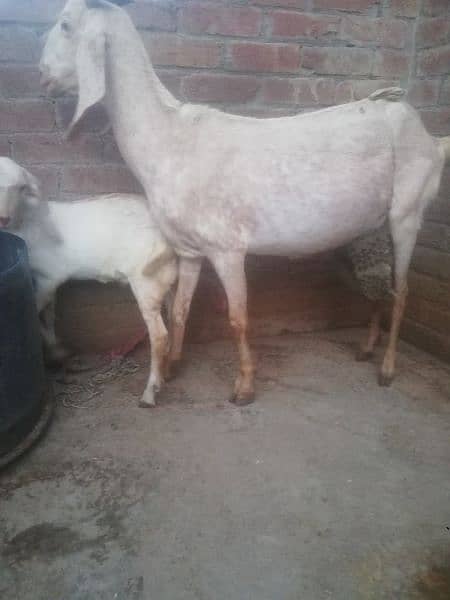 Goat makhi chini 2 kids Male & Female pure dasi han. 7