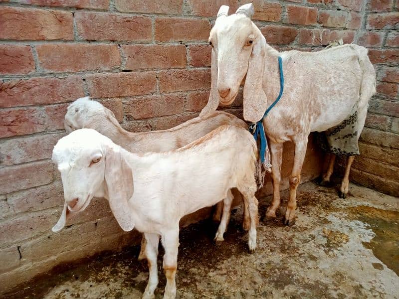 Goat makhi chini 2 kids Male & Female pure dasi han. 8