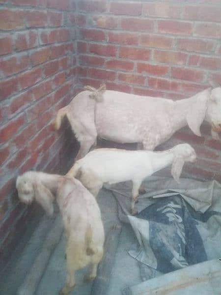 Goat makhi chini 2 kids Male & Female pure dasi han. 11