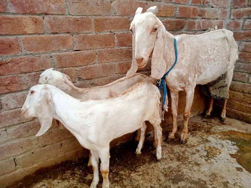 Goat makhi chini 2 kids Male & Female pure dasi han. 12