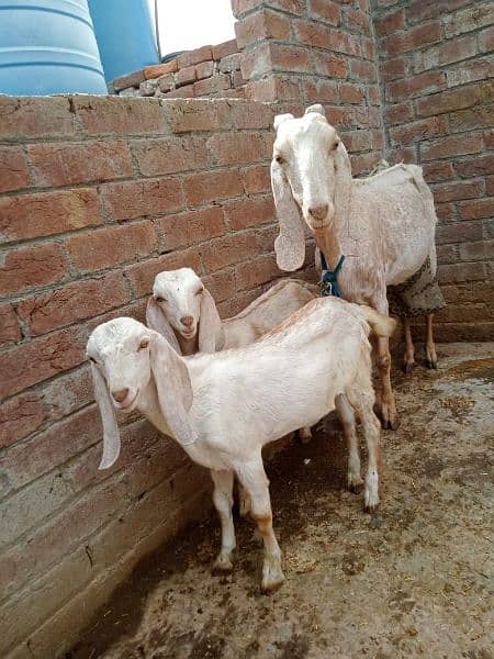 Goat makhi chini 2 kids Male & Female pure dasi han. 13