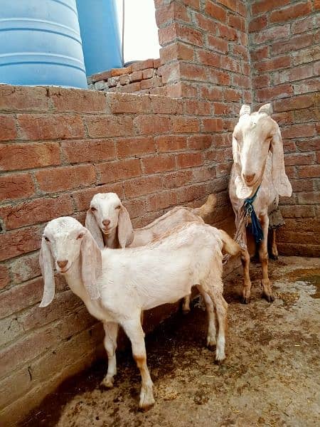 Goat makhi chini 2 kids Male & Female pure dasi han. 14