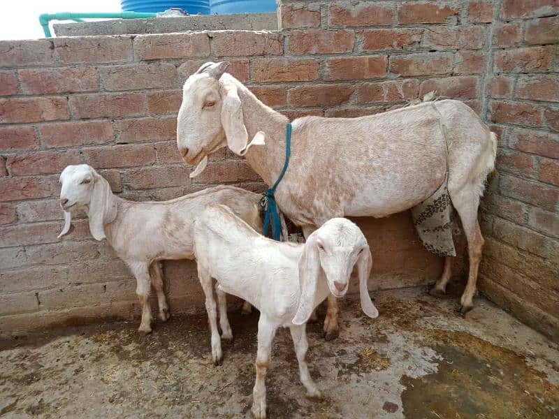 Goat makhi chini 2 kids Male & Female pure dasi han. 17