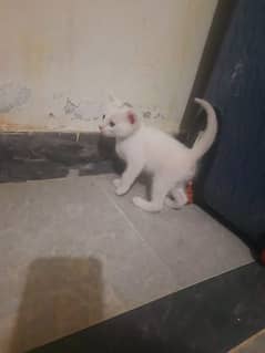 white Turkish angora cat