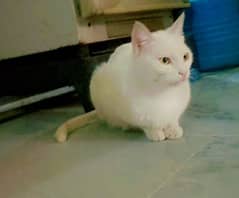 white Turkish angora cat 0