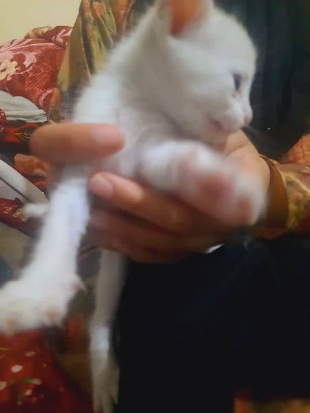 white Turkish angora cat 1