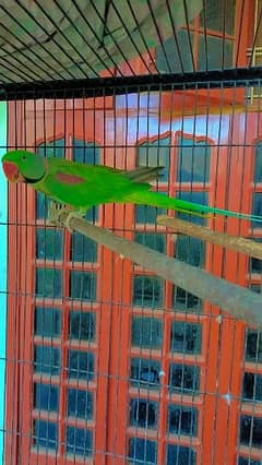 Green parrot pair
