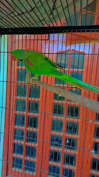 Green parrot pair 1