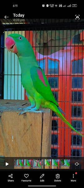 Green parrot pair 2