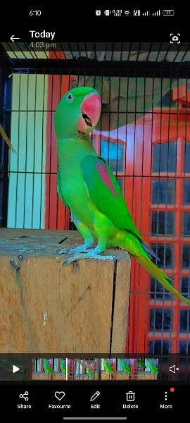 Green parrot pair 3
