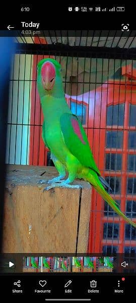 Green parrot pair 4